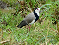 Lapwing Long-toed 6654