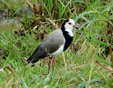 Lapwing Long-toed 6656
