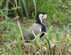 Lapwing Long-toed 6649