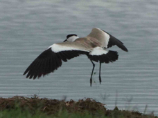 Lapwing Spur-winged  9912