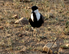 Lapwing Spur-winged 0122