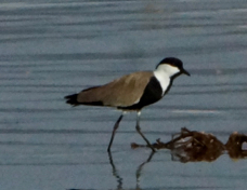 Lapwing Spur-winged 2245