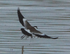 Lapwing Spur-winged 2250