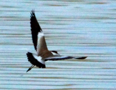Lapwing Spur-winged 2251