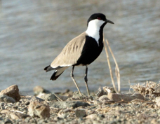 Lapwing Spur-winged 2336