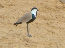 Lapwing Spur-winged 8998