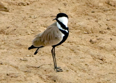 Lapwing Spur-winged 8999