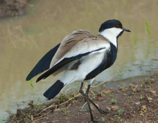 Lapwing Spur-winged 9144