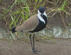 Lapwing Spur-winged 9221