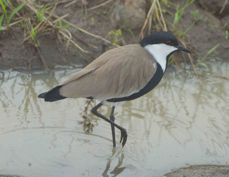 Lapwing Spur-winged 9224