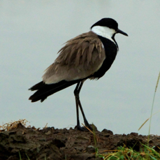Lapwing Spur-winged 9958
