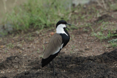 Lapwing Spur-winged  9153