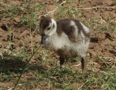 Goose Egyptian gosling 3437