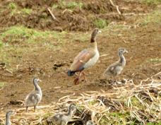 Goose Egyptian & goslings 5711