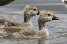 Graylag (Barnyard) Goose juveniles 3822