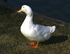 Graylag Goose domestic 0915