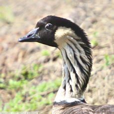 Hawiian Goose Nene 5015