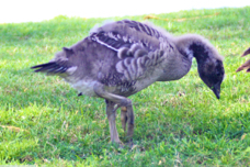 Hawiian Goose Nene juvenile 5039