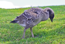 Hawiian Goose Nene juvenile 5048