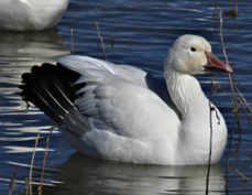 Snow Goose Greater  9213