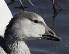 Snow Goose juvenile 9219