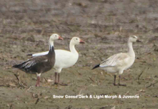 Snow Geese Dark & Light morph & Juvenile-464