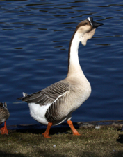 Swan Goose 0895.jpg