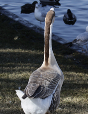 Swan Goose 0918.jpg
