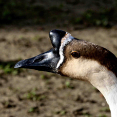 Swan Goose 7984