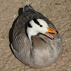 Bar-headed Goose 0185