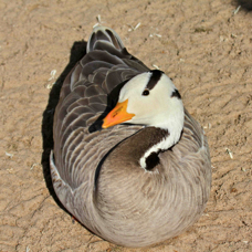 Bar-headed Goose 0191