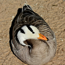 Bar-headed Goose 0195