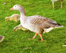 Feral Goose 3596