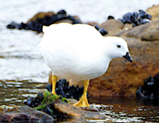 Kelp Goose  female 1325