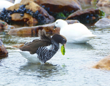 Kelp Goose male & female 1323