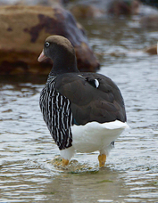 Kelp Goose male 1308