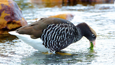 Kelp Goose male 1313