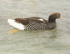 Kelp Goose male 1924