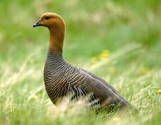 Upland Goose female 8987
