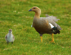 Upland Goose female chick 0692