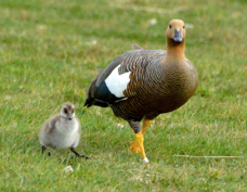 Upland Goose female chick 0698