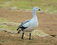 Upland Goose male 0618
