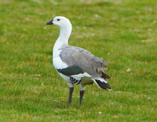 Upland Goose male 0704