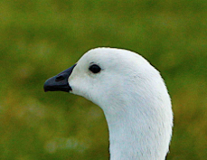Upland Goose male 0707