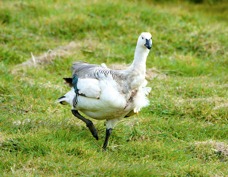 Upland Goose male 0916