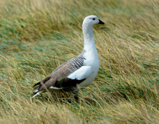 Upland Goose male 1197