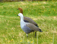 Upland Goose male female 9010