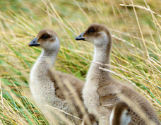 Upland Goose chicks 1203