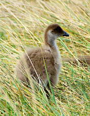 Upland Goose chick 1182
