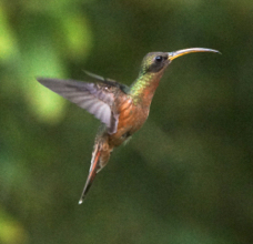 Rufous breasted Hermit-407